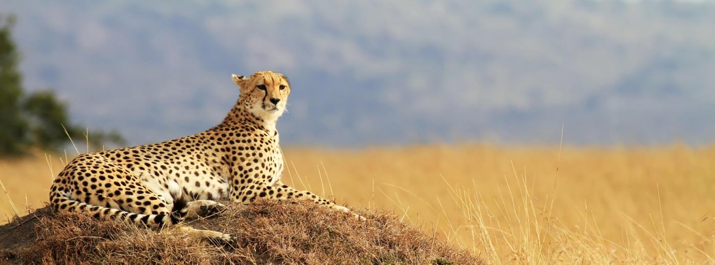 Maasai Mara