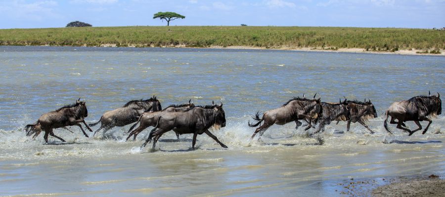 The River Crossings
