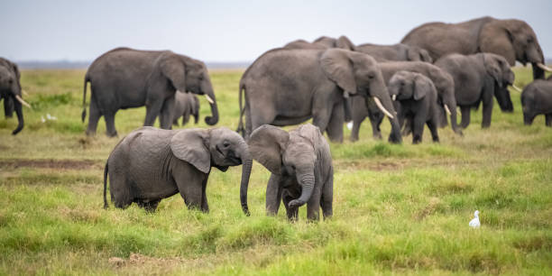 Amboseli National Park
