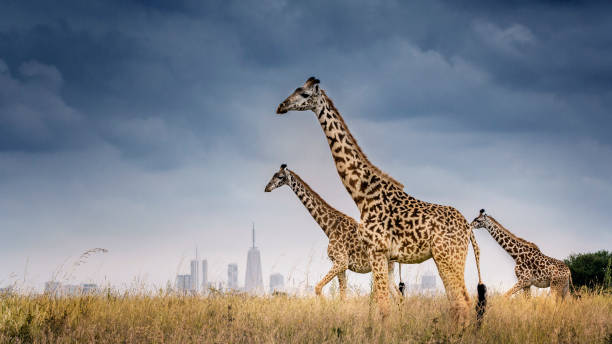 Arrival in Nairobi