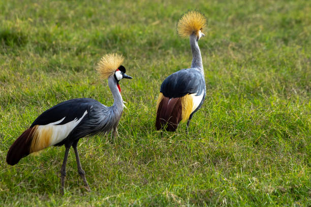 Birdwatching