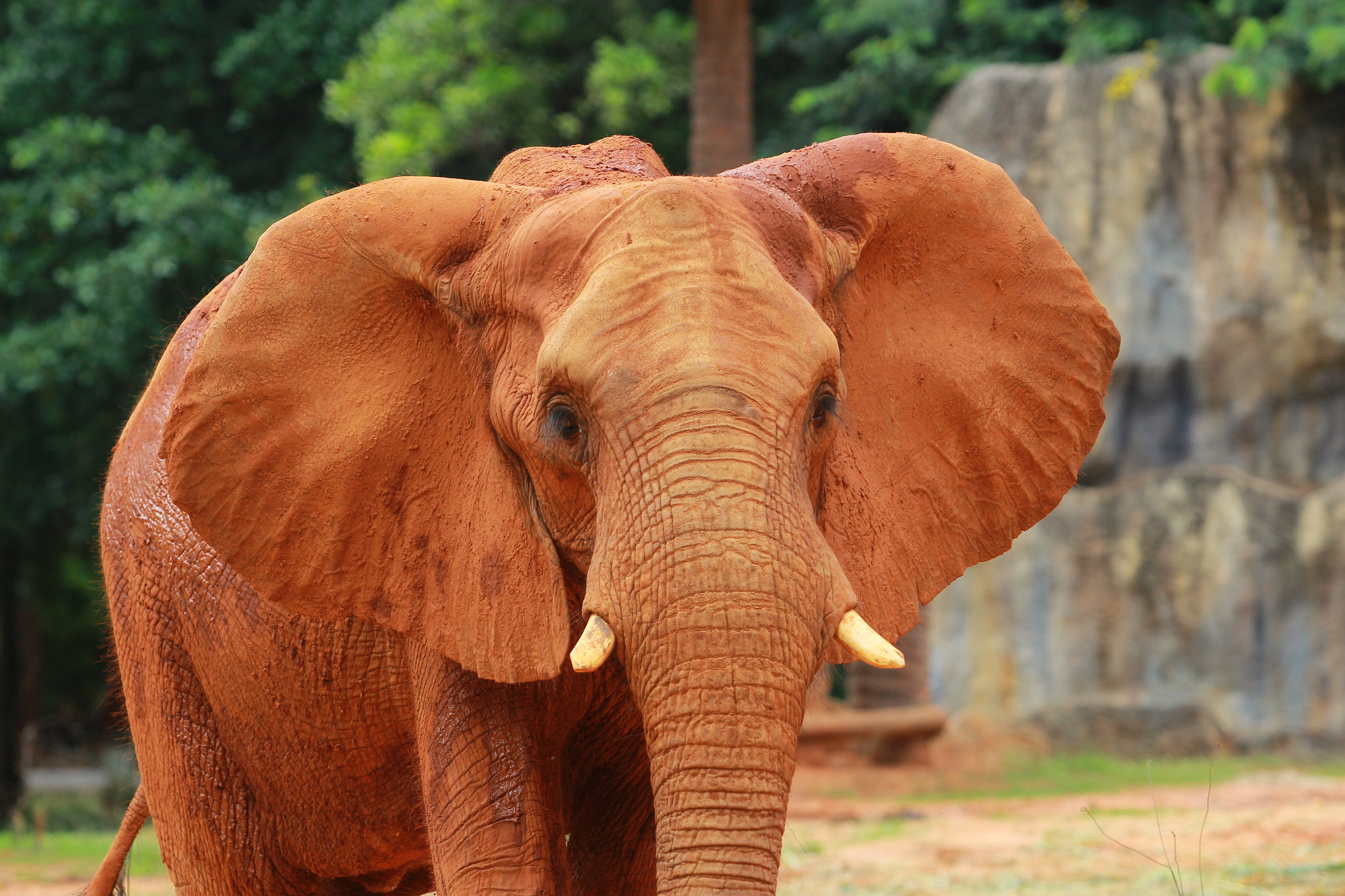 David Sheldrick Wildlife Trust