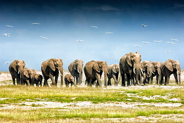 Amboseli National Park