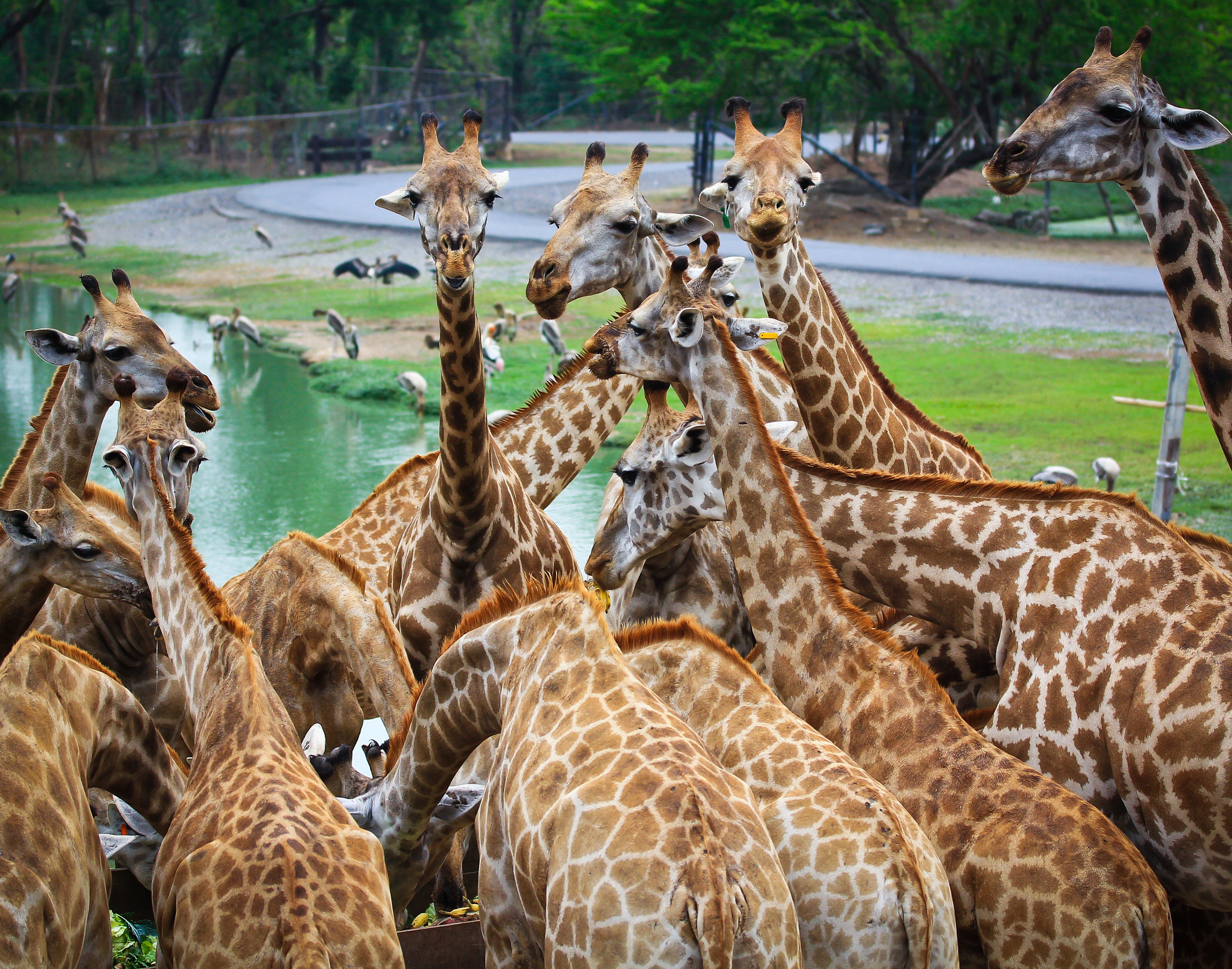 Giraffe Centre