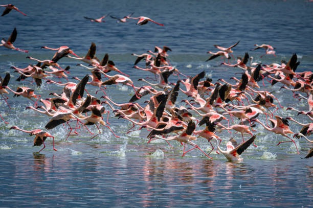 Lake Naivasha & Crescent Island