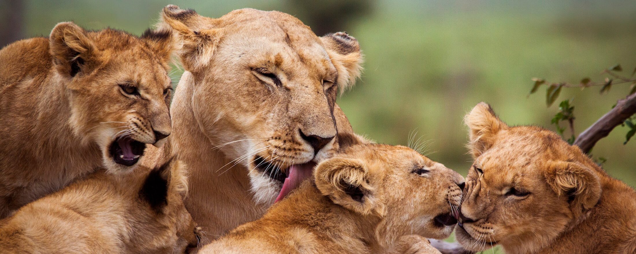 Masai Mara National Reserve