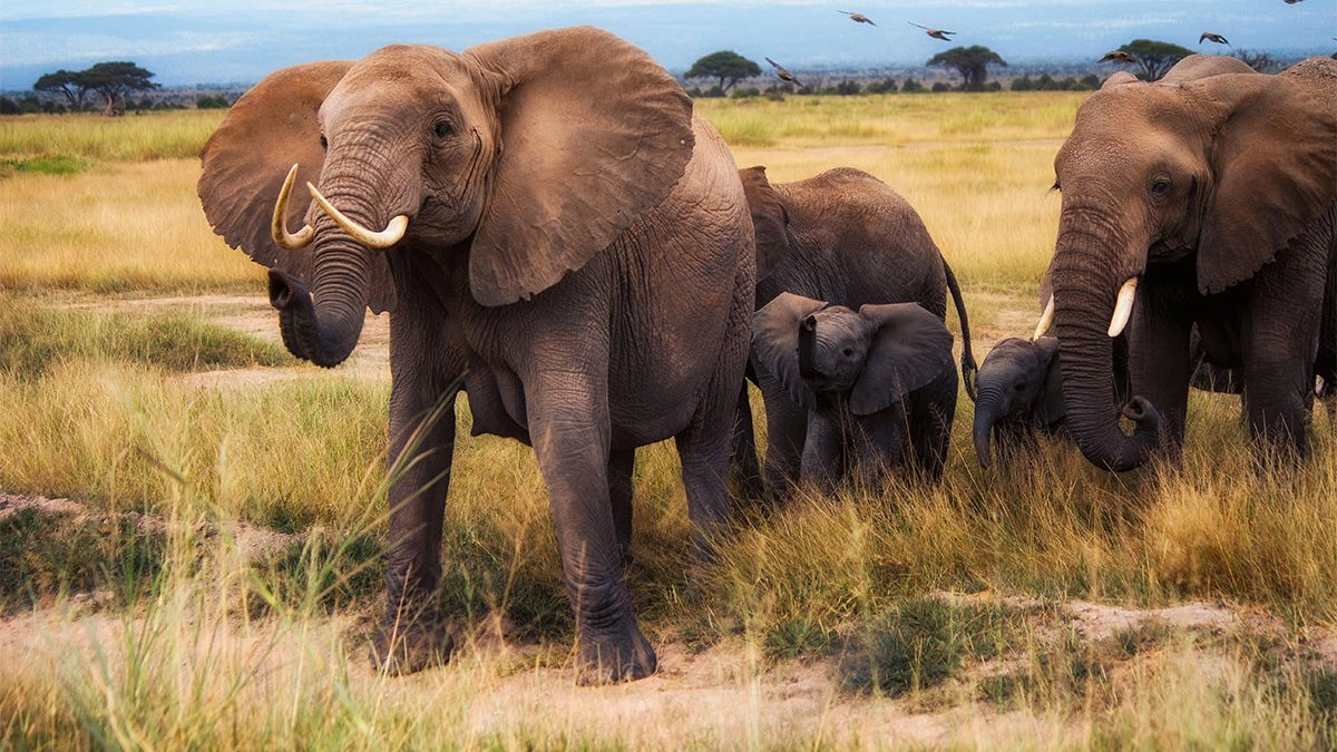 Nairobi National Park