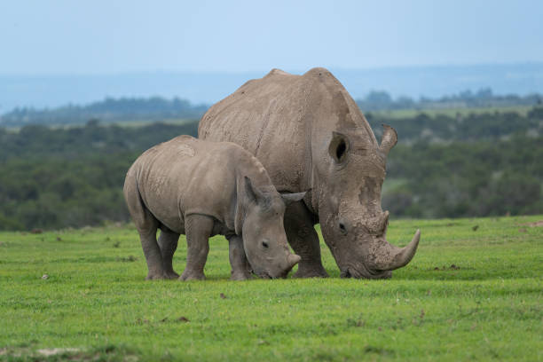 Ol Pejeta Conservancy