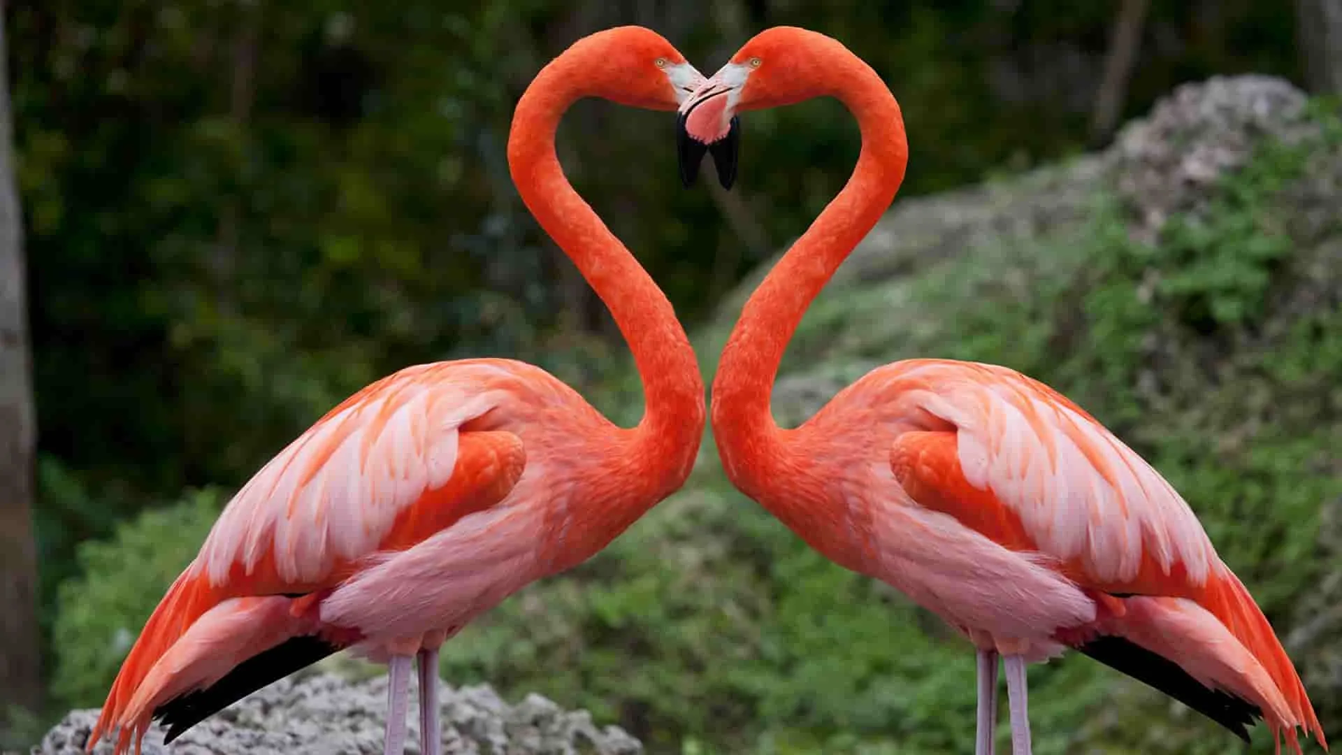 Nakuru Park Tour with Optional Naivasha Boat Ride