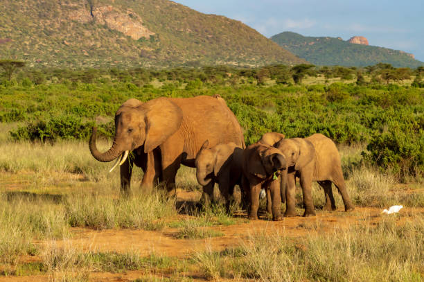 Samburu National Reserve
