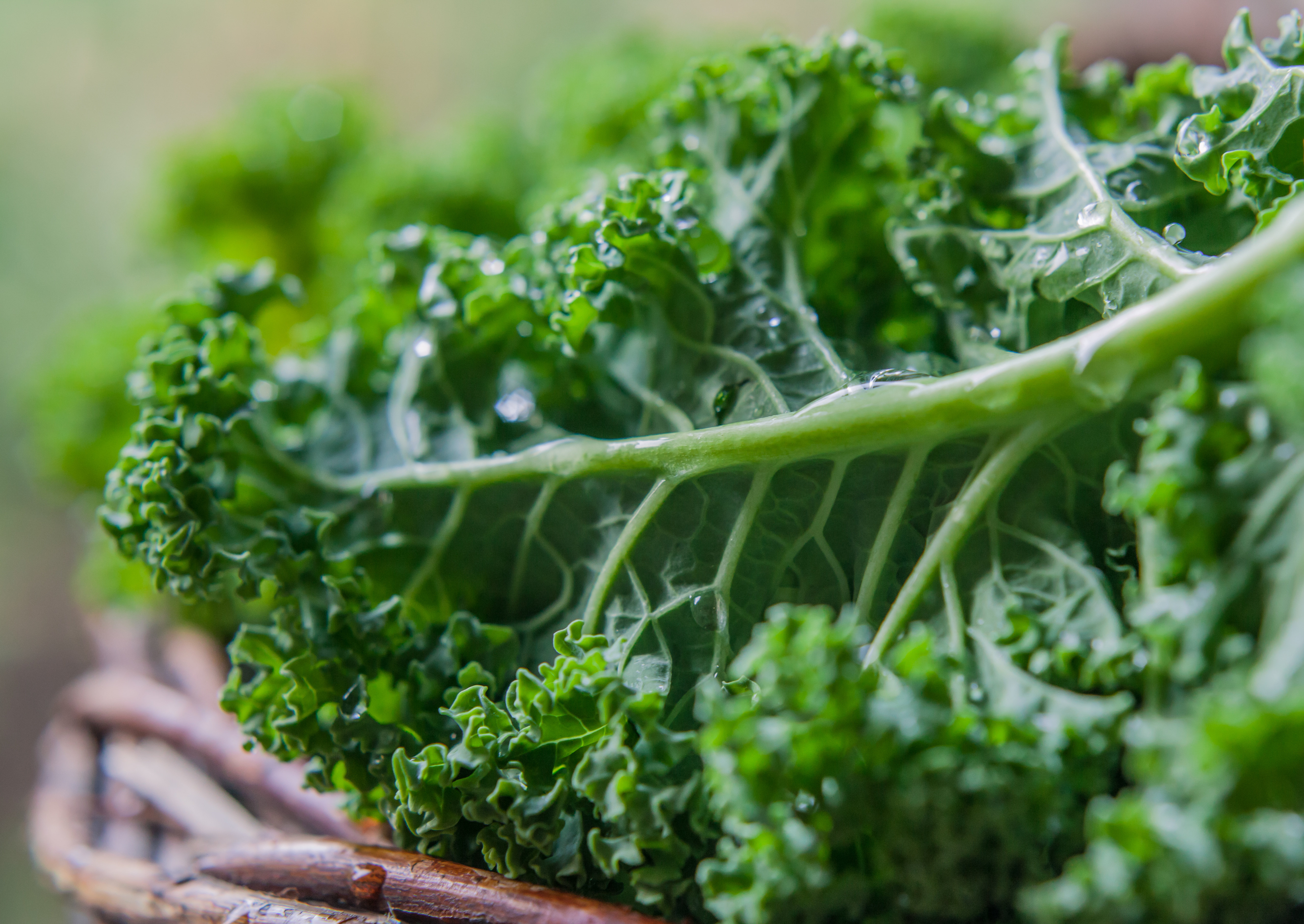 Sukuma Wiki