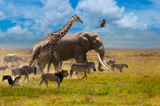 Wildlife and Conservation