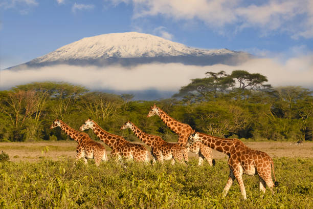 Wildlife Safaris